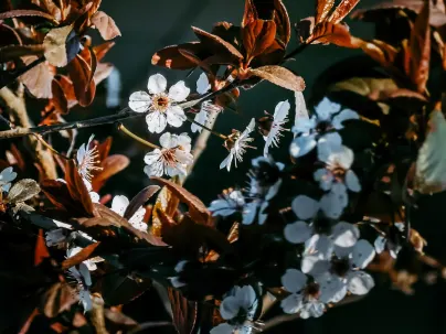 Kineko Kazino Mobilioji programa